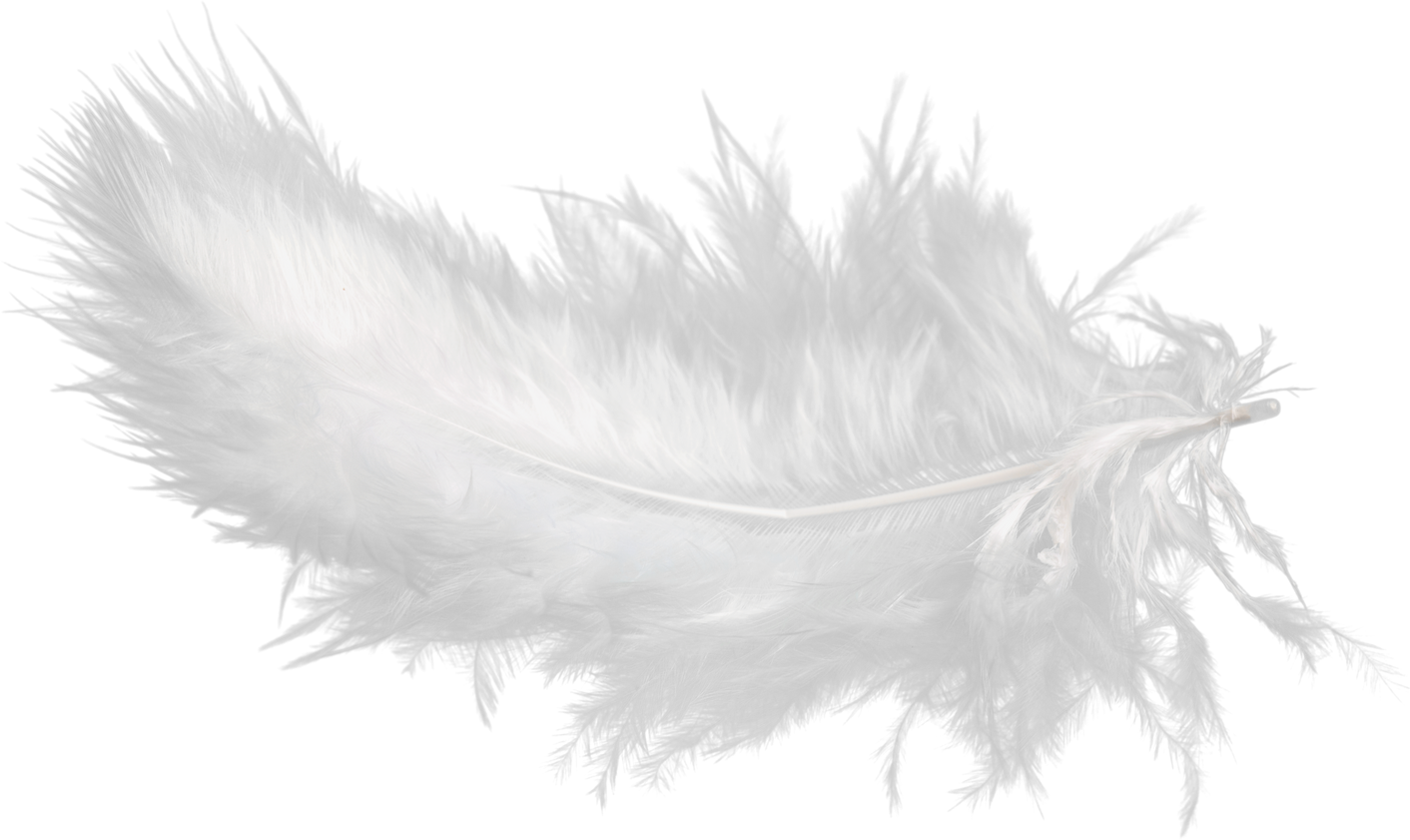 White Feather Isolated